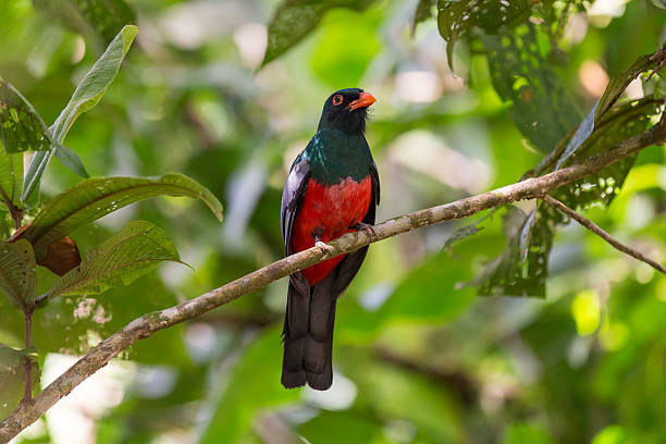 istock Slaty-tailed Trogon male perching 480196531