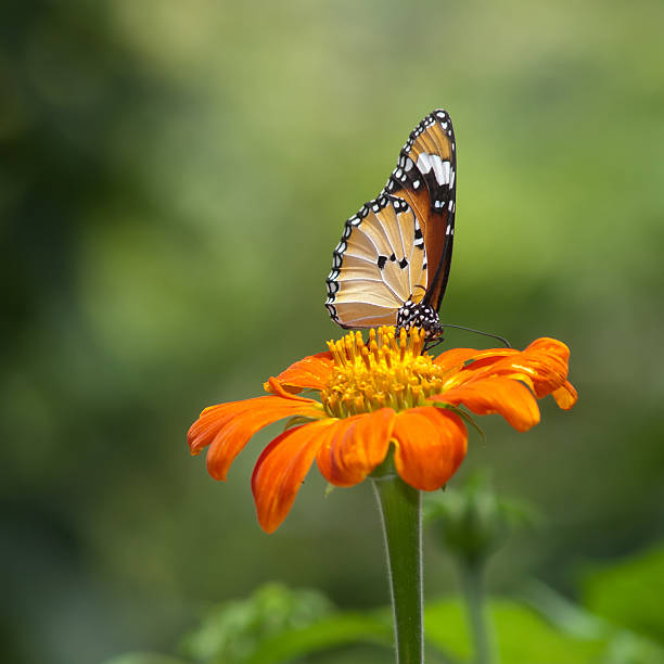 istock beautiful butterfly sitting in the flower 480196687