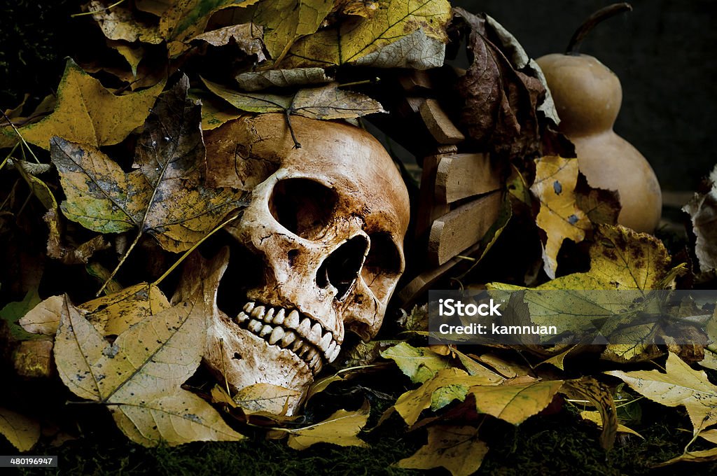 skull still life skull still life photography Alchemy Stock Photo