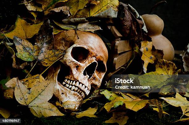 Skull Still Life Stock Photo - Download Image Now - Alchemy, Brown, Close-up