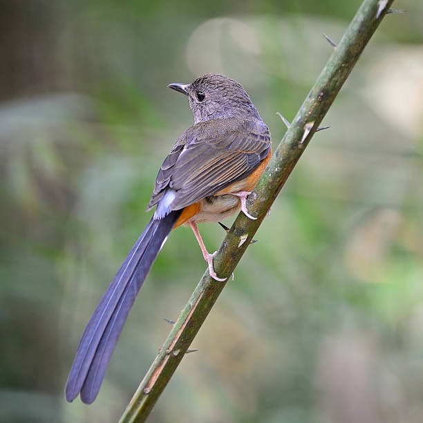 istock female White-rumped Shama 480197605