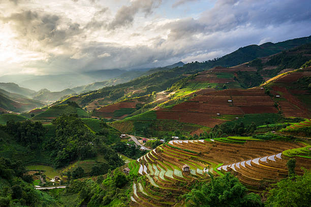 istock Rice fields on terraced in rainny season at Vietnam. 480198364