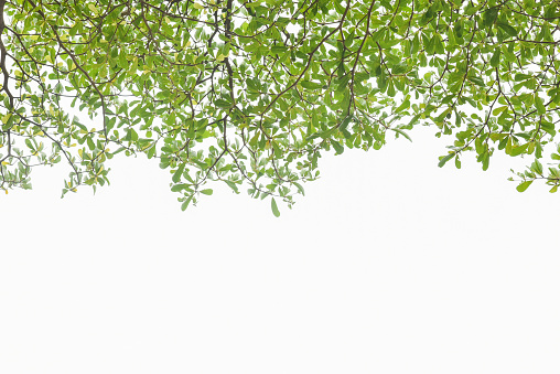 abstacts of  Ivory coast almond tree branch and leaf isolated on white background