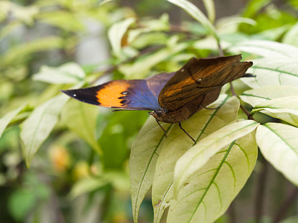 istock Close up of Orange oakleaf butterfly 480201183