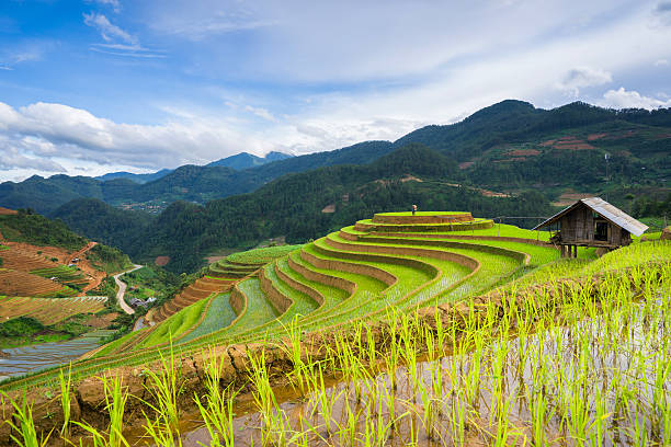 istock Rice fields on terraced in rainny season at Vietnam. 480201230