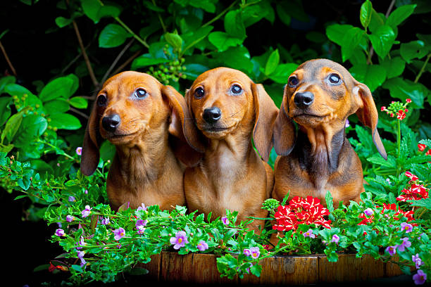 istock Dachshund in the garden 480202411