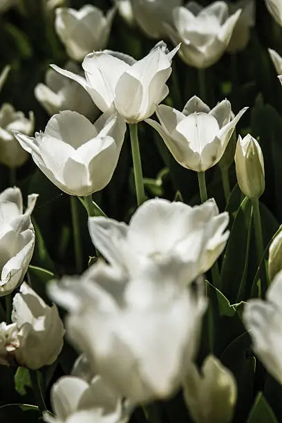 Close-up view of white tulips in a park, spring landscape background