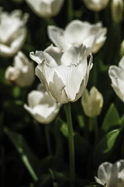 Close-up view of white tulips in a park, spring landscape background