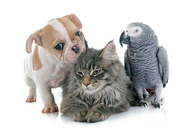 parrot, puppy and cat parrot, puppy and cat in front of white background three parrots stock pictures, royalty-free photos & images