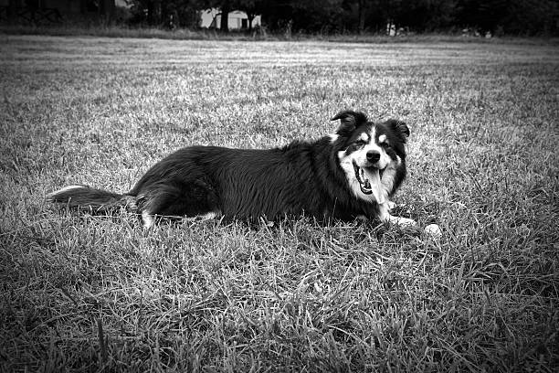 istock Border collie lying on grass with ball 480203160