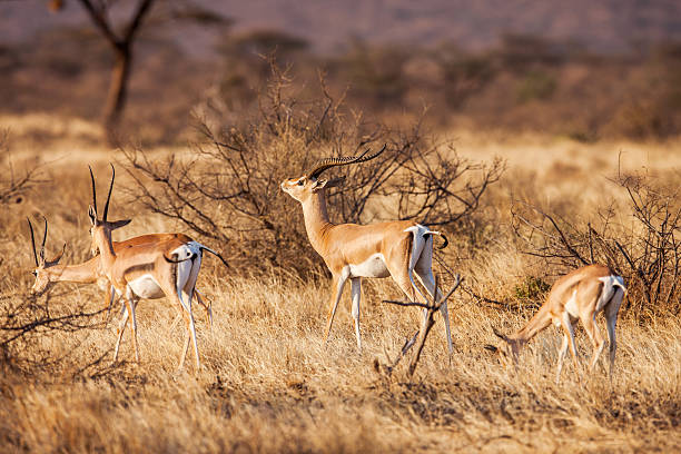 istock Impala antelope walking on the grass landscape, Africa 480203548