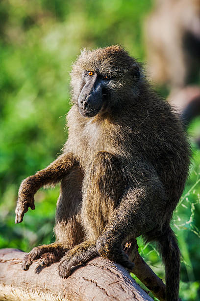 istock Chacma baboon (Papio cynocephalus ursinus), Kruger National Park, South Africa 480204060