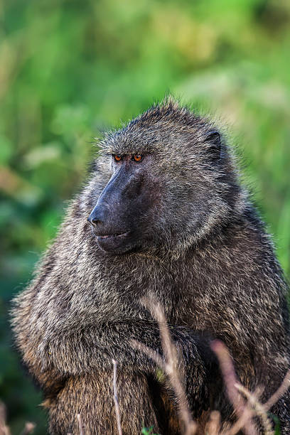 istock Chacma baboon (Papio cynocephalus ursinus), Kruger National Park, South Africa 480204142