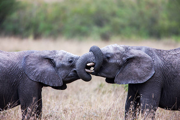 istock Two African elephants greeting each other with trunks and mouths 480204530