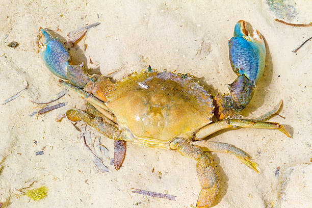 Giant Crab in Zanzibar