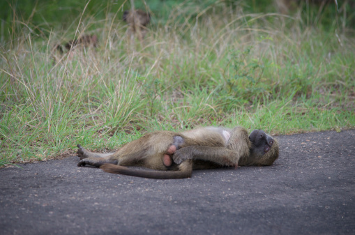 monkey lays in the road and scratches himself