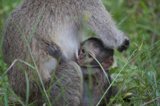 Baby monkey feeds on mothers breast in south africa