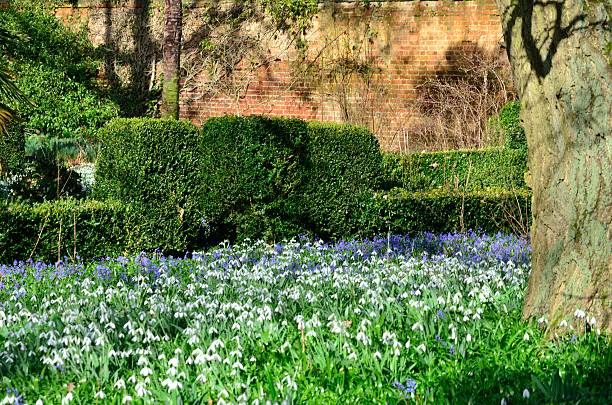 istock Snowdrops and Glory-of-the-snow 480206547