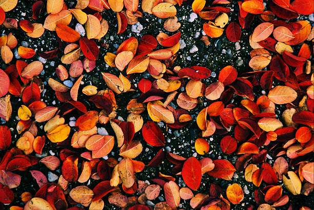 istock Carpet of leaves 480207122