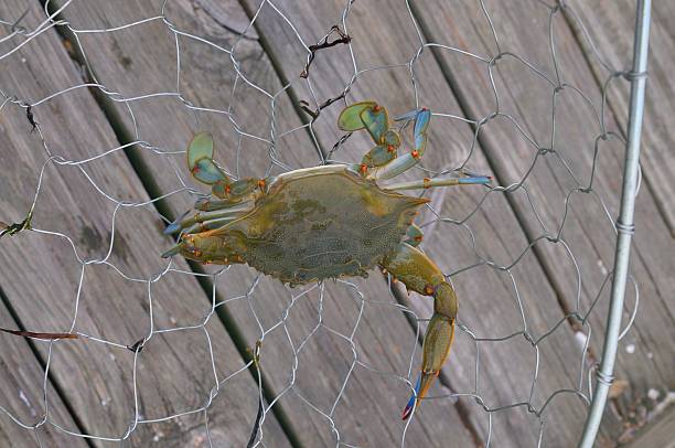 istock Maryland Blue Crab In Basket 480207790