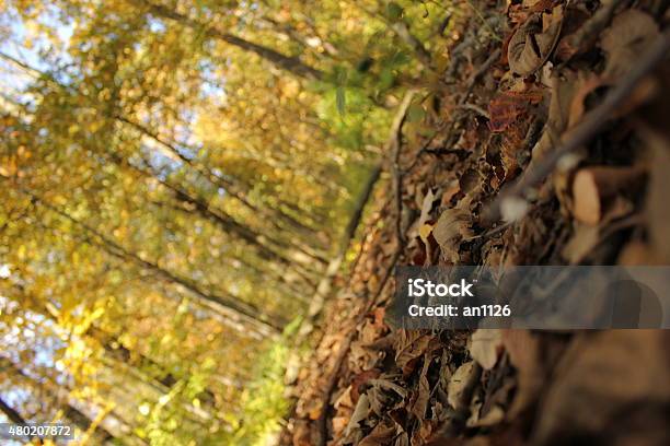 Forest Floor Stock Photo - Download Image Now - 2015, Autumn, Brown