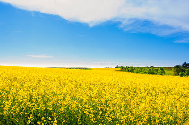istock Beautiful spring summer scene yellow canola field blue sky 480208288