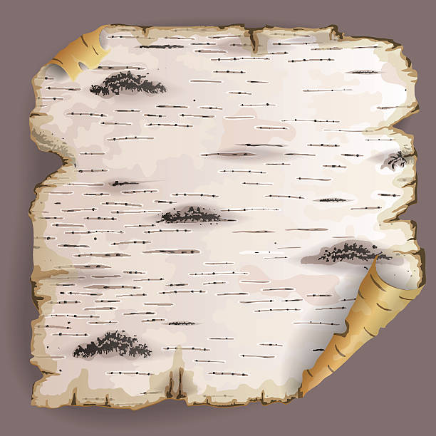 Piece of birch bark Twisted piece of birch bark. birch bark background stock illustrations