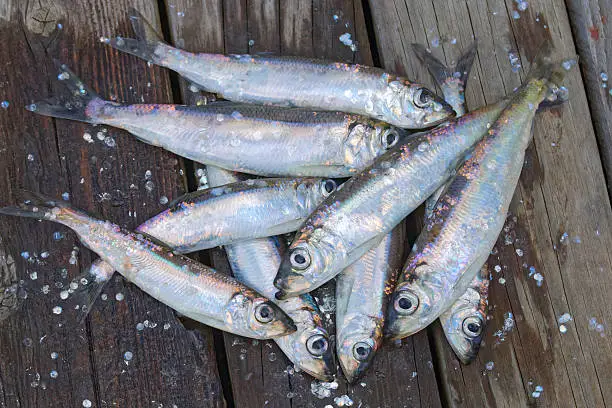 Group of newly catched baltic herring laying on the bridge