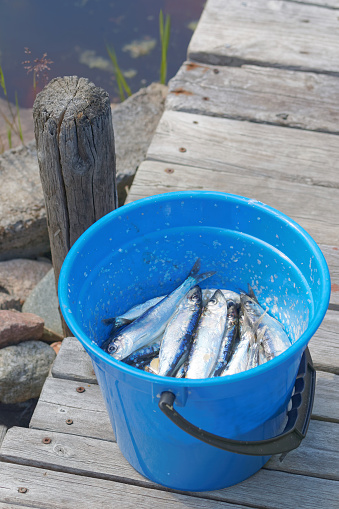 A blue bucket filled with baltic herring standing on an old bridge
