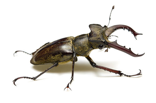 istock Miyama Stag Beetle-Lucanus maculifemoratus 480208959