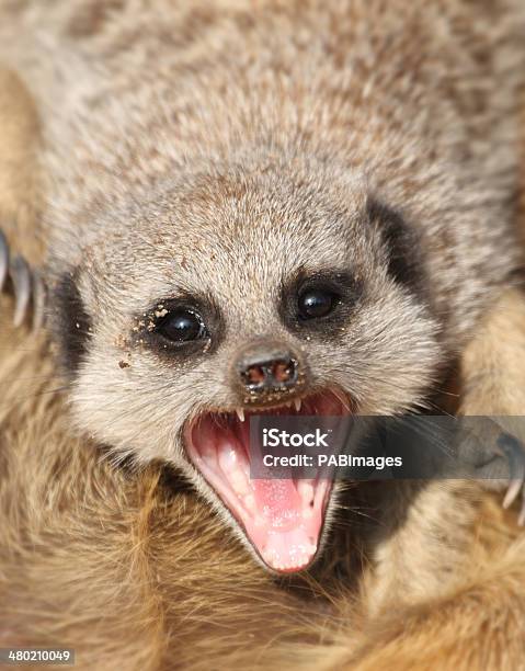 Photo libre de droit de Suricate banque d'images et plus d'images libres de droit de Bouche ouverte - Bouche ouverte, Dents des animaux, Faune