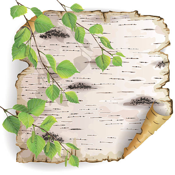 illustrazioni stock, clip art, cartoni animati e icone di tendenza di pezzi di corteccia di betulla - bark birch vector scroll