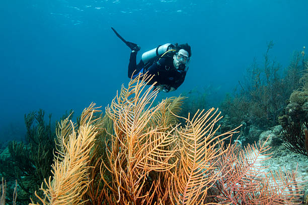istock Scuba Diver and Forest of Gorgonians - Bonaire 480211205