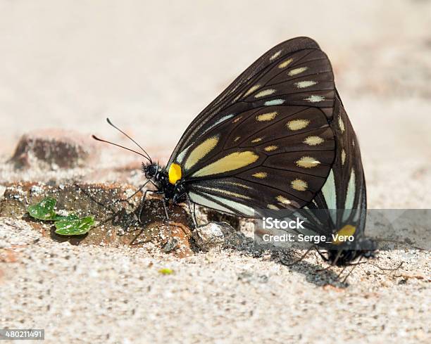 Nice Butterflies Nepal Stock Photo - Download Image Now - Animal, Animal Body Part, Animal Wildlife