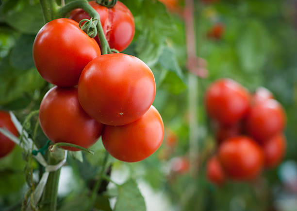 tomate - riste stock-fotos und bilder