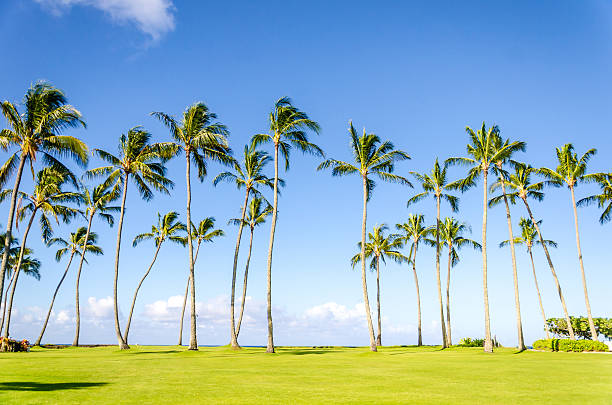 istock Coconut Palm trees on the Poipu beach in Hawaii 480211956