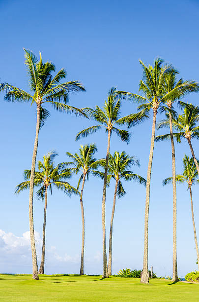 istock Coconut Palm trees on the Poipu beach in Hawaii 480212014