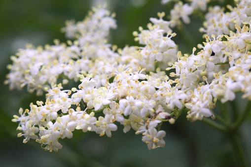 Close up of elder (Sambucus nigra) flower.