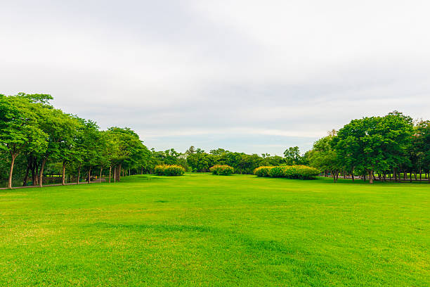 istock Green lawn with tree in city park, Beautiful 480212360