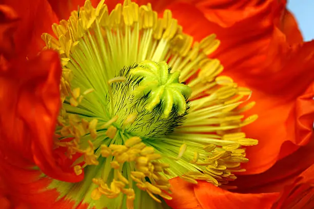 Photo of The core of poppy flower with stamens closeup