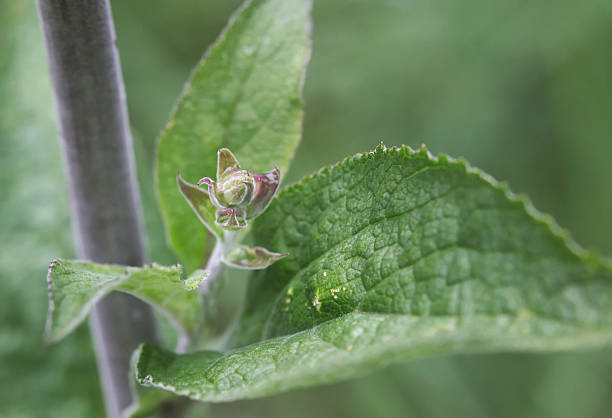 lila fingerhut-bud - flower purple macro bud stock-fotos und bilder