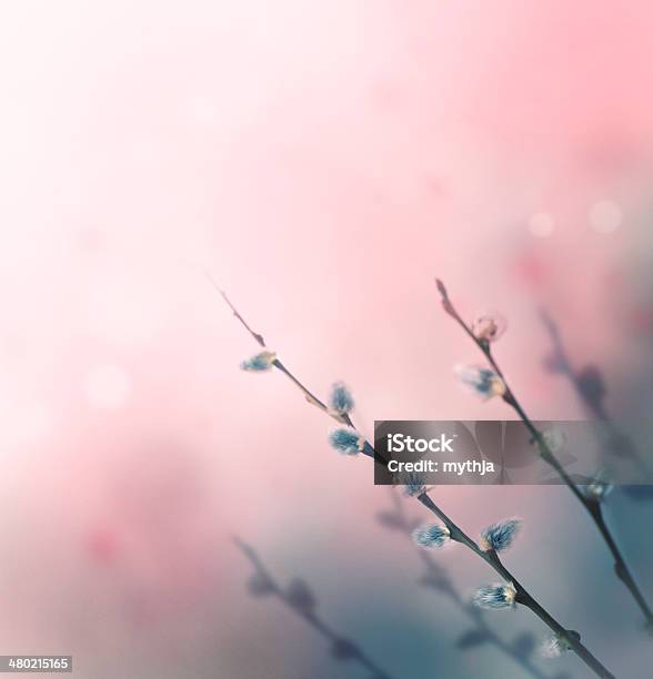 Floral Background Stock Photo - Download Image Now - Flower, Backgrounds, Springtime