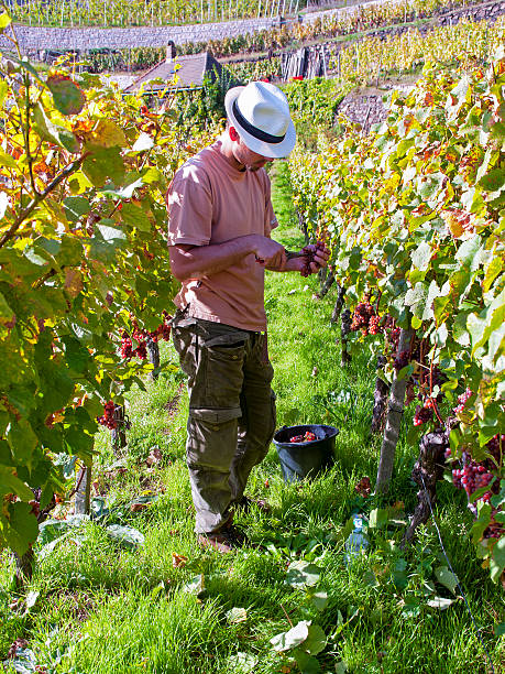 istock Harvesting in Dresden, Germany 480216124