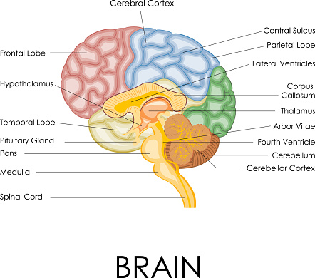vector illustration of diagram of human brain anatomy