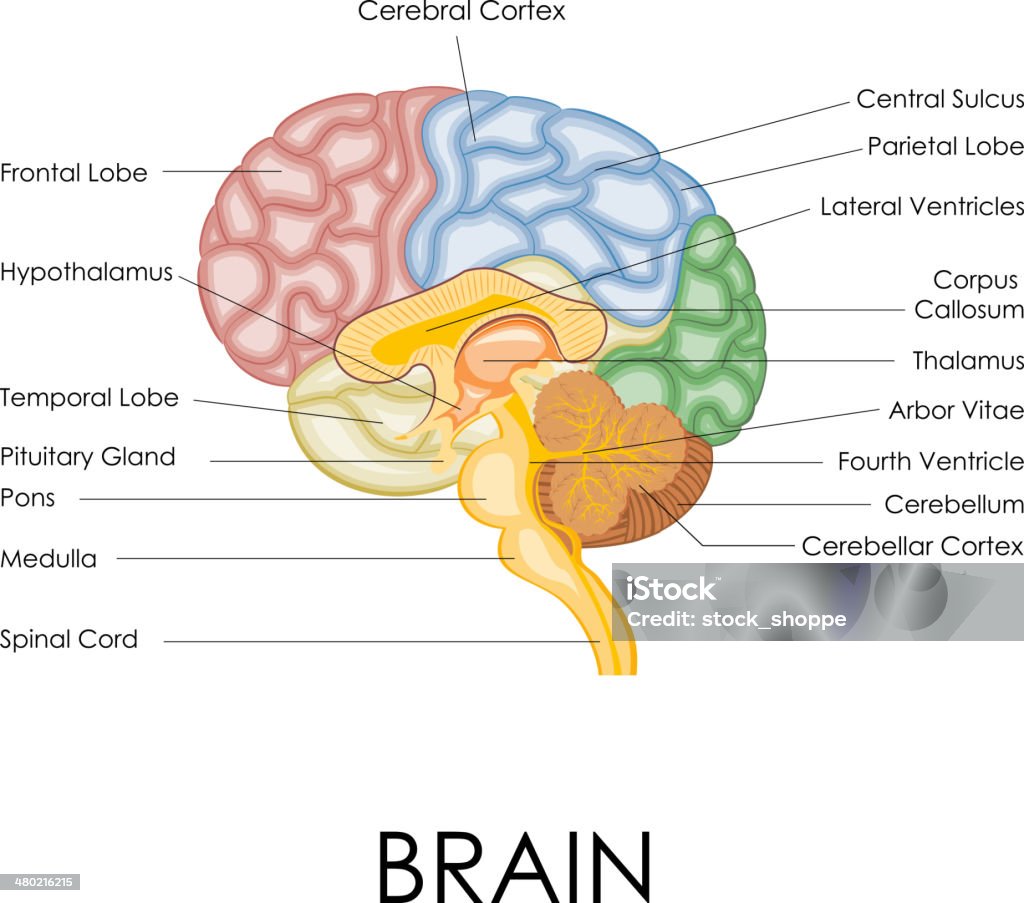 Human Brain Anatomy vector illustration of diagram of human brain anatomy Part Of stock vector