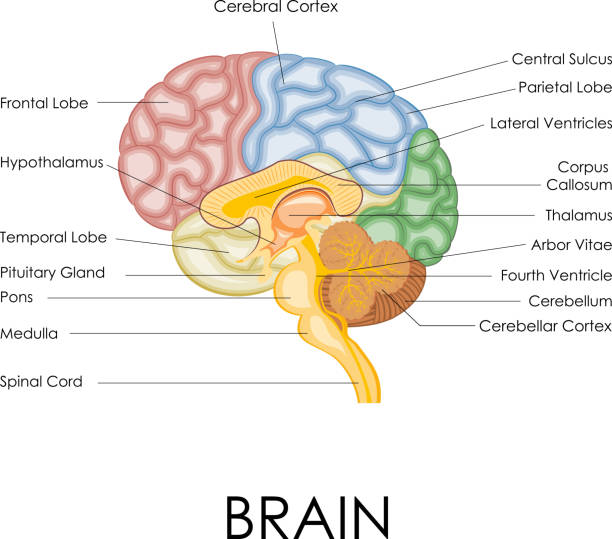 Human Brain Anatomy vector illustration of diagram of human brain anatomy cortex stock illustrations
