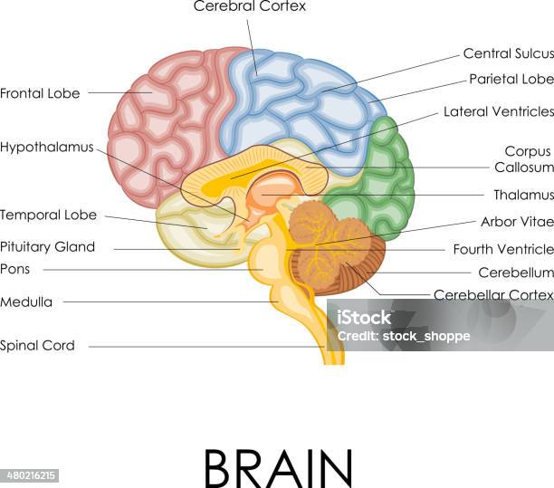 Human Brain Anatomy Stock Illustration - Download Image Now - Part Of, Diagram, Anatomy