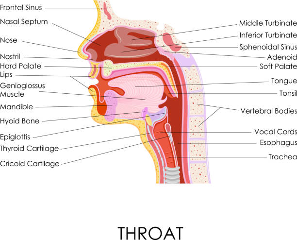 Human Throat Anatomy vector illustration of diagram of human throat anatomy tonsil stock illustrations