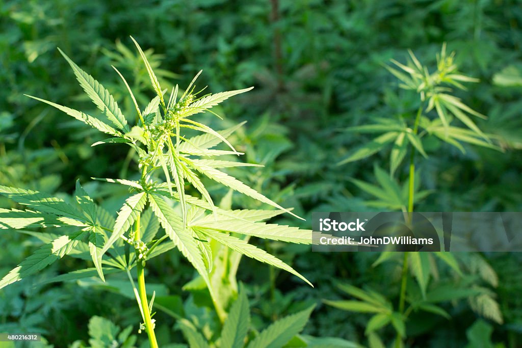 Wild Growing Hemp Weed Wild hemp plant growing in natural sunlight 2015 Stock Photo