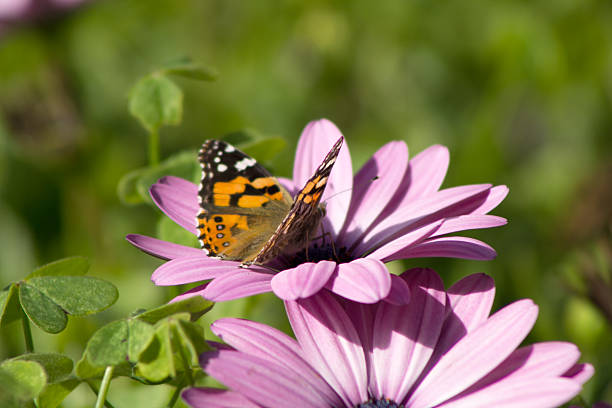 istock Butterfly on Purple flowers 480216436